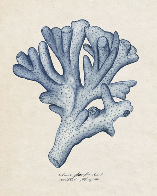 Sea Coral Study I