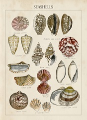 Seashell Sketch I