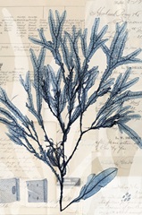 Seaweed Arrangement I