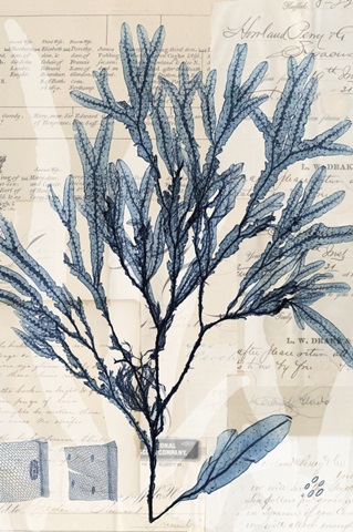 Seaweed Arrangement I