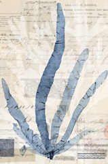 Seaweed Arrangement II