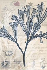 Seaweed Arrangement III