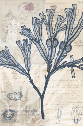 Seaweed Arrangement III