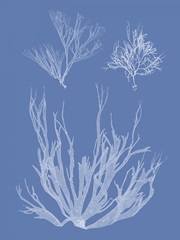 Seaweed Cyanotype I