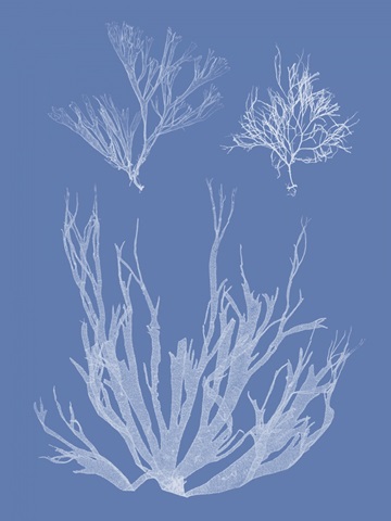 Seaweed Cyanotype I