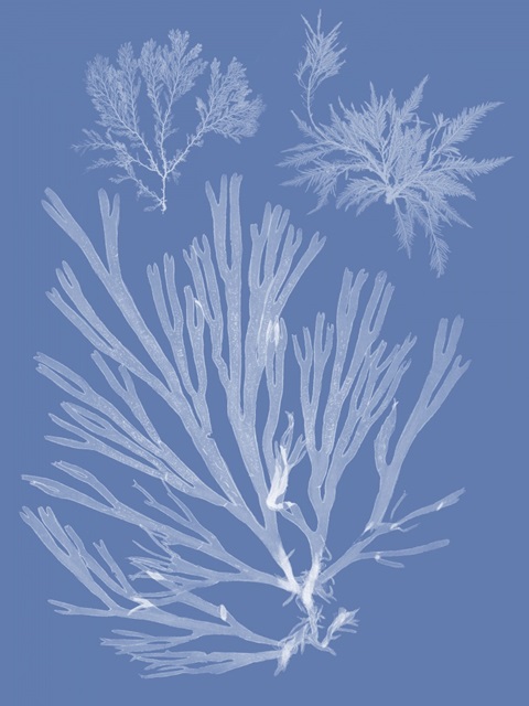 Seaweed Cyanotype II