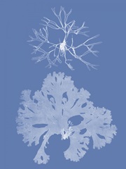 Seaweed Cyanotype III