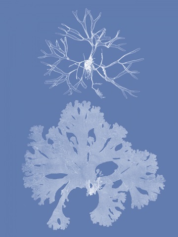 Seaweed Cyanotype III