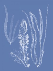 Seaweed Cyanotype IV