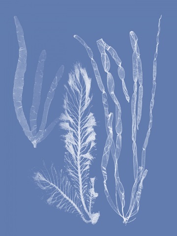 Seaweed Cyanotype IV