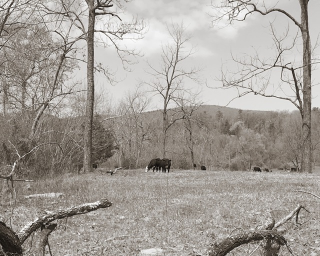 Sepia Farm Study II