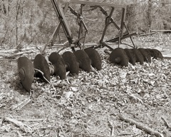 Sepia Farm Study III