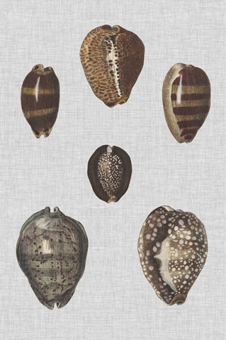 Shell Display IV