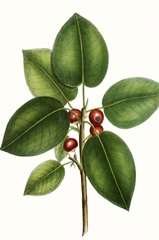 Short leaved Fig Tree