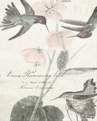 Soft Hummingbirds I