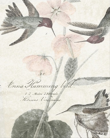 Soft Hummingbirds I