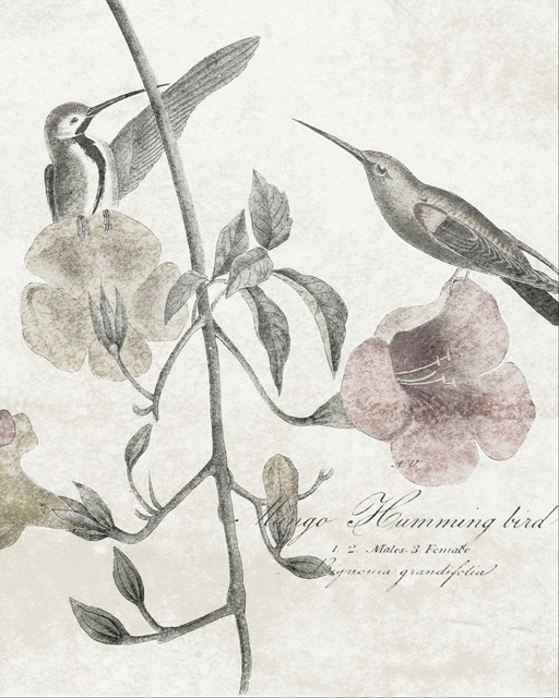 Soft Hummingbirds II
