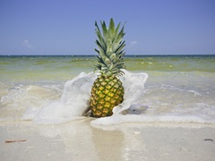 South Florida Pineapple IV