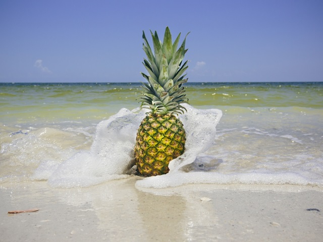 South Florida Pineapple IV