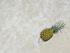 South Florida Pineapple V