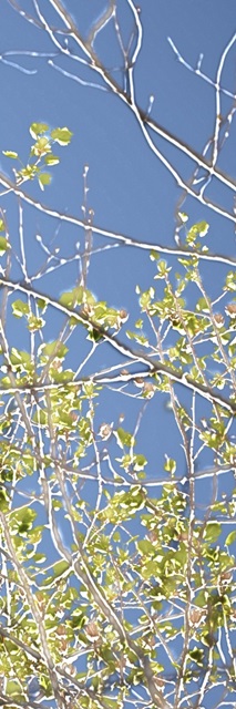 Spring Poplars IV