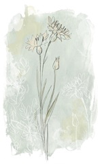 Stone Flower Study I