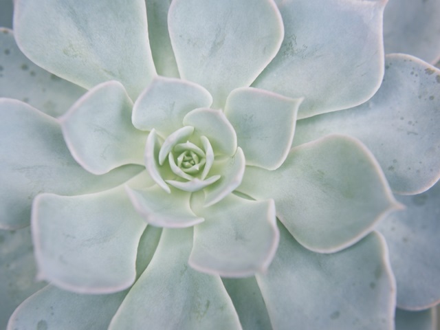 Storybook Succulent I