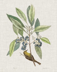 Studies in Nature IV