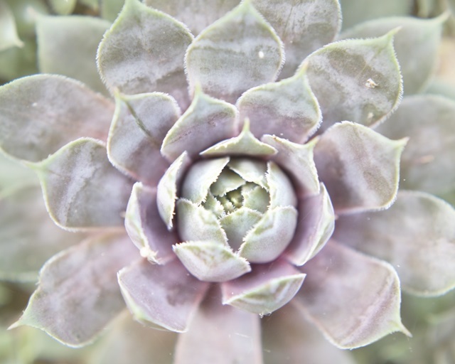 Succulent Glow I