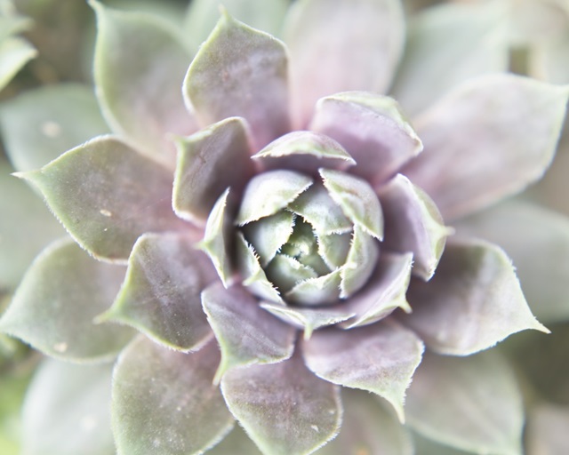 Succulent Glow II