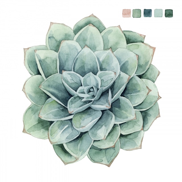 Succulent Swatches I