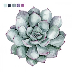 Succulent Swatches II