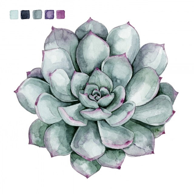 Succulent Swatches II