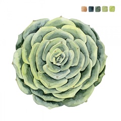 Succulent Swatches IV