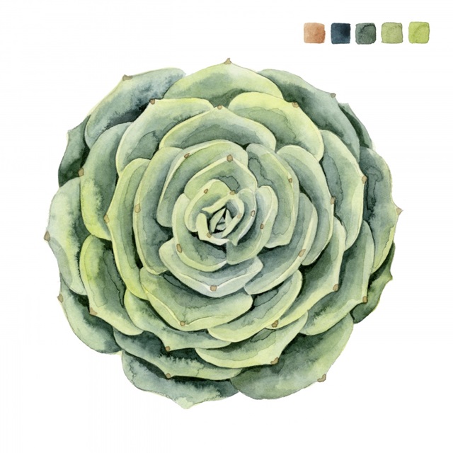 Succulent Swatches IV