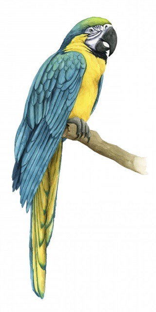 Teal Macaw I