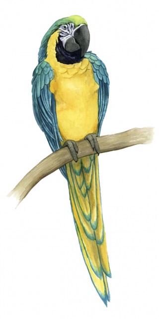 Teal Macaw II