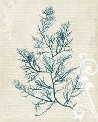 Teal Seaweed I