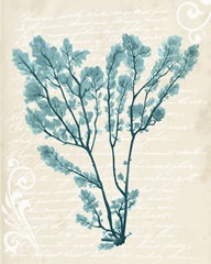 Teal Seaweed V