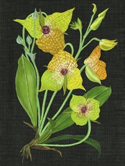 Telipogon Caulescens II