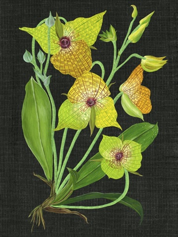 Telipogon Caulescens II