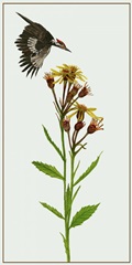 Tephroseris Flammea I