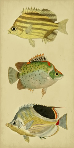 Trio of Tropical Fish I