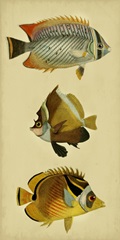 Trio of Tropical Fish II