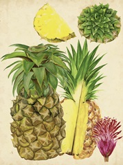 Tropical Pineapple Study I