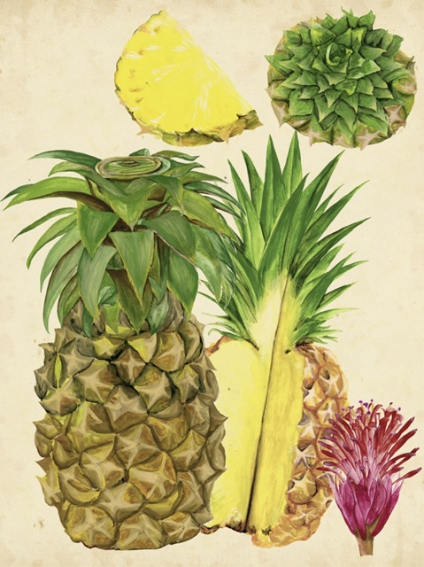 Tropical Pineapple Study I