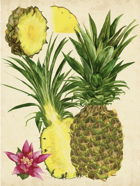 Tropical Pineapple Study II