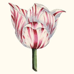 Tulip Garden I