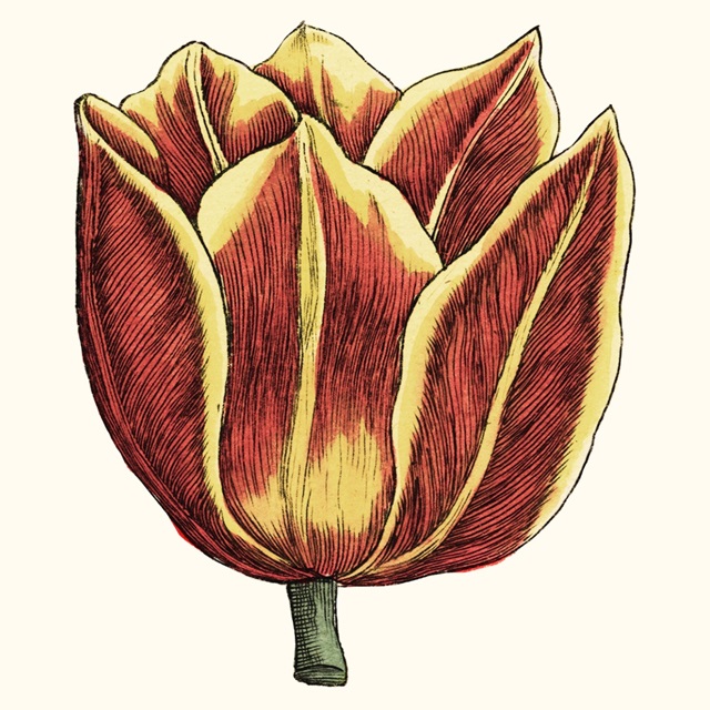 Tulip Garden IV