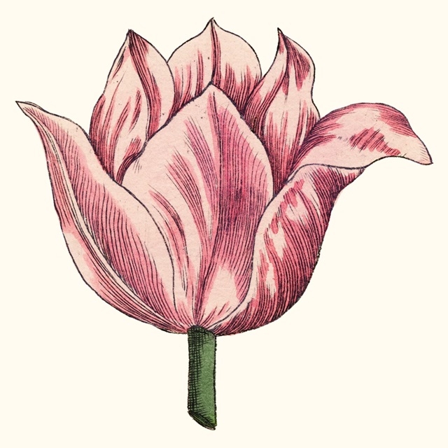 Tulip Garden VII
